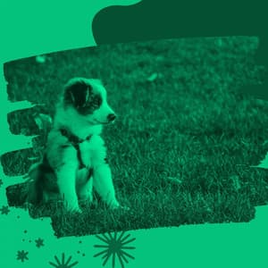 Charming Tenor Sax Jazz - Background for Doggy Mental Health - Dog Jazz Sounds