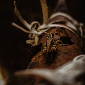 Crickets & Calm: Nocturnal Notes for Relaxation - Cricket Sounds