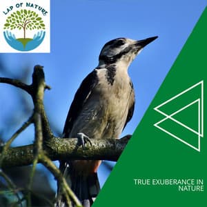 True Exuberance in Nature - Calm Music