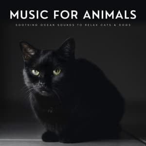 Music For Animals: Soothing Ocean Sounds To Relax Cats & Dogs - Music For Dogs With Anxiety