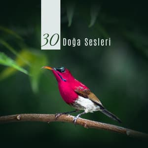 30 Doğa Sesleri: Spa, Meditasyon, Yoga ve Uyku için Rahatlatıcı Müzik - Rahatla Zamanı Vaha