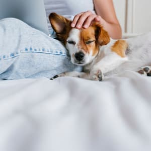 Lounge Pet Naptime: Calming Jazz for Peaceful Rest - Acoustic Cafe Music