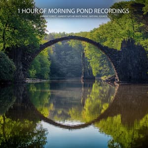 1 Hour of Morning Pond Recordings - Ambient Forest