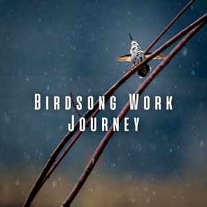 Bird Song Work Journey: Nature's Rain Serenade and Chill Music - Summer Showers