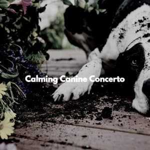 Calming Canine Concerto - Cosy Music Deluxe