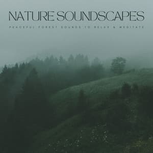 Nature Soundscapes: Peaceful Forest Sounds To Relax & Meditate - Foresty Ambient Noises