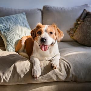 Melodías De Compañía: Música Para El Confort De Las Mascotas - Caminos armónicos