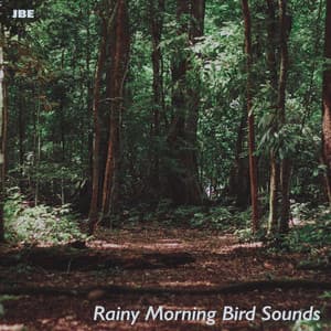 Rainy Morning Bird Sounds - JBE Nature Sounds