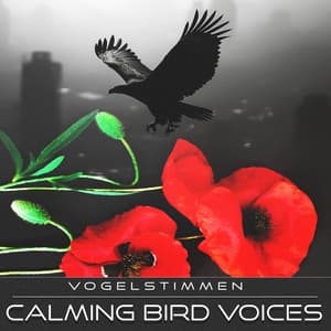 Calming Bird Voices - Vogelstimmen