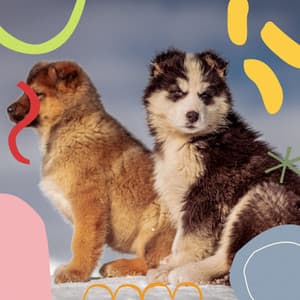 Music for Chill Dogs - Dogs at Home