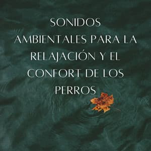 Refugio Lluvioso Para Perros: Sonidos Ambientales Para La Relajación Y El Confort De Los Perros - Prince Sereno