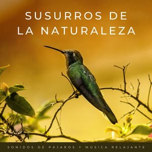 Susurros De La Naturaleza: Sonidos De Pájaros Y Música Relajante - Pajaros Exoticos