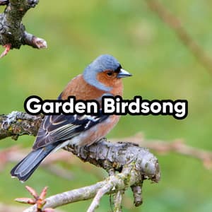 Garden Birdsong - Bird Sound Collectors