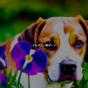 ドッグラン用ビート - Night Time Jazz Moods