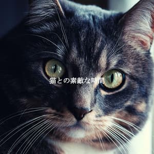 猫との素敵な時間 - Chill Vibes