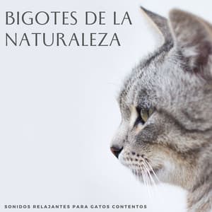 Bigotes De La Naturaleza: Sonidos Relajantes Para Gatos Contentos - Naturaleza registrada