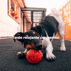 Tarde relajante con perros - Deluxe Elevator Music