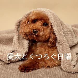 愛犬とくつろぐ日曜 - Bossanova Jazz