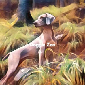 Doggie Zen - Jazz Vibe Duo