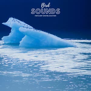 Bird Sounds for Sleep and Relaxation - Natural Sample Makers