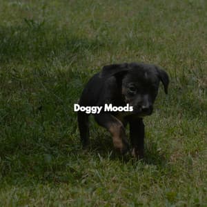 Doggy Moods - Música de Oficina