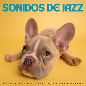 Sonidos De Jazz: Música De Cafetería Calma Para Perros - Radio Jazz Latino
