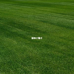 植物の囁き - Musik zum Lesen