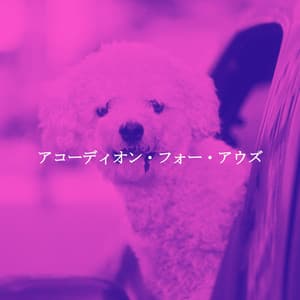 アコーディオン・フォー・アウズ - Easy Listening Background Music