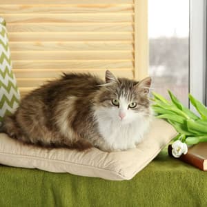 Piano Raindrops: Cat's Peaceful Coziness - Piano Bar Lounge