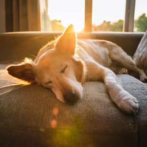 Música De Orquesta Para Perros: Armonías Relajantes Para La Calma - Jose Garcia