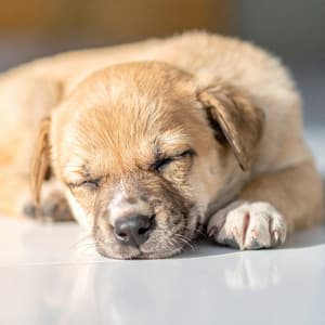 Piano Suave Para La Paz De Los Perros - Jason Humphries