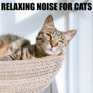 Relaxing Noise for Cats - Cat Music Experience