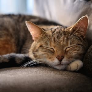Serenata Felina: Melodías Orquestales Para La Relajación Y Serenidad De Los Gatos - Bertie Lambert