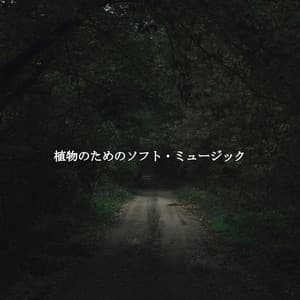 植物のためのソフト・ミュージック - Cafe Jazz Tokyo