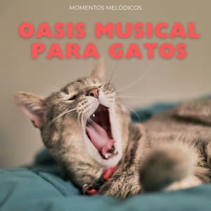 Oasis Musical Para Gatos: Momentos Melódicos - Música fácil de escuchar el domingo por la mañana