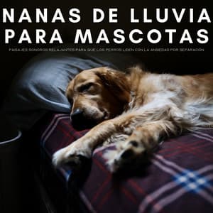 Nanas De Lluvia Para Mascotas: Paisajes Sonoros Relajantes Para Que Los Perros Liden Con La Ansiedad Por Separación - Música para perros y gatos