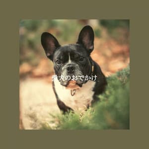 愛犬のおでかけ - Acoustic Jazz