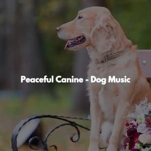 Peaceful Canine - Dog Music - Luxury Lounge Cafe Allstars