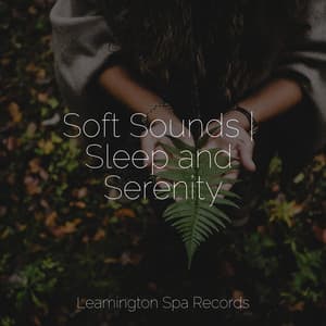 Soft Sounds | Sleep and Serenity - Rain Sounds XLE Library