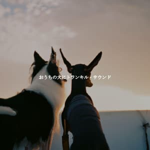 おうちの犬にトランキル・サウンド - Smooth Jazz New York