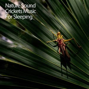 Nature Sound Crickets Music For Sleeping - Music for Sleeping