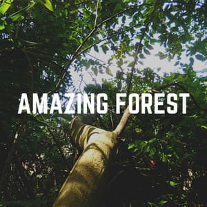 Amazing Forest - Weather and Nature Recordings