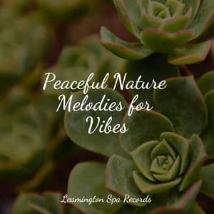 Peaceful Nature Melodies for Vibes - Nature Noise