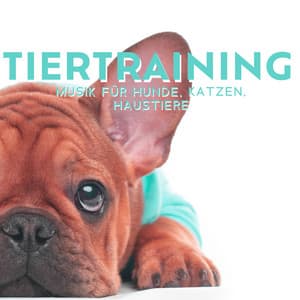 Tiertraining: Musik für Hunde, Katzen, Haustiere - Entspannung und Ruhe, Gelassenheit, Entspannungsmusik - Entspannende Haustier Akademie