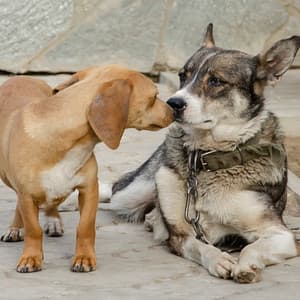 Soothing Music for Pets' Restful Days - Calming Noises