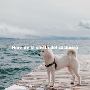 Hora de la siesta del cachorro - Musik zum Lesen