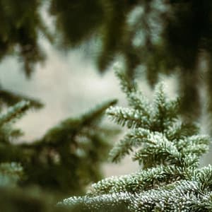 10 Natural Ambiences: Fountain Of Youth - Baltic Nature Sounds