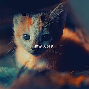 猫が大好き - Cocktail Lounge Music