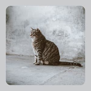 Music for Cute Cats - Cat Relax