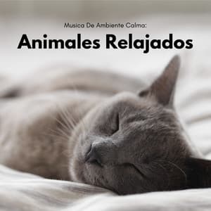 Musica De Ambiente Calma: Animales Relajados - LM Sour
